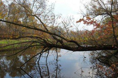 Sonbahar yaprakları, sonbahar bitkileri
