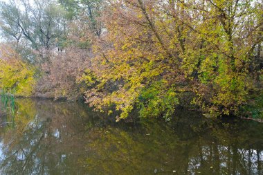 Ağaçlar ve yapraklarla dolu sonbahar manzarası