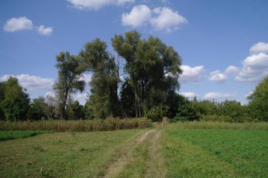 Güzel bir manzara Ağacı ve mavi gökyüzü