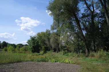Ağacı ve ormanı olan güzel bir manzara.