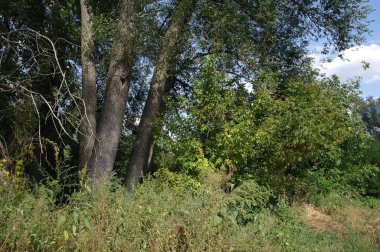 Ormanın güzel manzarası