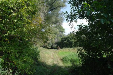 Ormanda yeşil ağaçlar