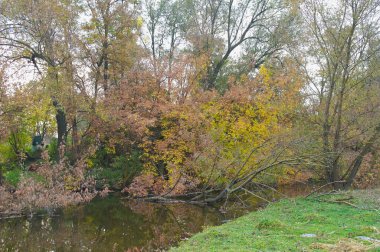 Ağaçlar ve yapraklarla dolu sonbahar manzarası