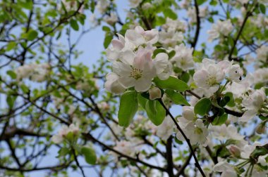 İlkbaharda elma ağacının güzel beyaz çiçekleri