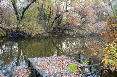 Ağaçlar ve yapraklarla dolu sonbahar manzarası