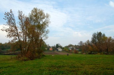 Ağaçlı ve ağaçlı güzel bir manzara.