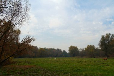 Ağaçları ve yeşil otları olan güzel bir manzara.