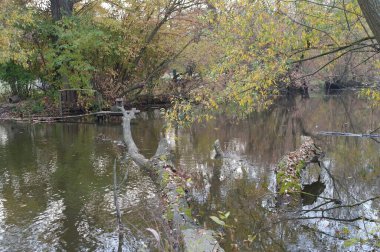 Ormandaki nehrin güzel manzarası