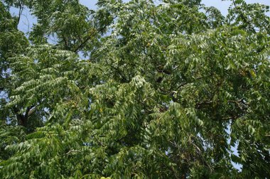 Ormandaki bir ağacın yeşil yaprakları