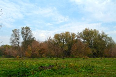 Güzel bir manzara Ağacı ve mavi gökyüzü