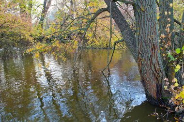 Ağaçlar ve yapraklarla dolu güzel sonbahar manzarası