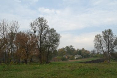 Ağaçları ve yeşil otları olan güzel bir manzara.