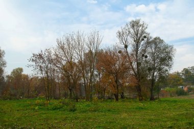 Ağaçları ve yeşil otları olan güzel bir manzara.