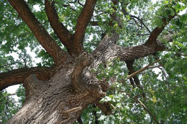 Ormandaki ağaç dalları