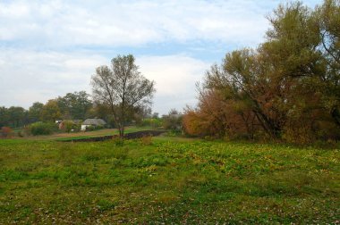 Ağacı ve büyük kırmızı yaprakları olan güzel bir manzara.