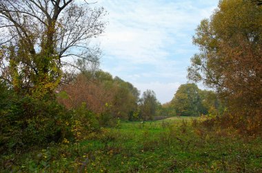 Parlak ağaçlı güzel sonbahar manzarası