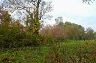 Parlak ağaçlı güzel sonbahar manzarası