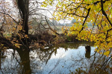 Güz ormanı manzarası güzel ağaçlar ve nehirlerle