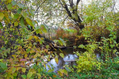 Güz ormanı manzarası güzel ağaçlar ve nehirlerle