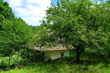 Ormanın güzel manzarası