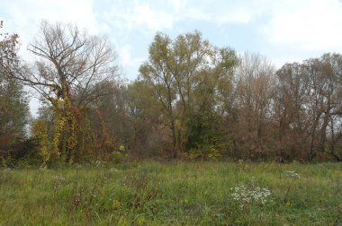 Parlak ağaçlı güzel sonbahar manzarası