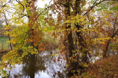 Sonbahar ormanında nehir 