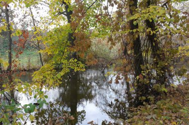 Güz ormanı manzarası güzel ağaçlar ve nehirlerle