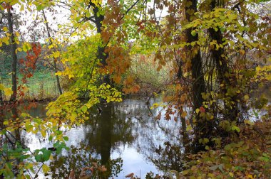 Güz ormanı manzarası güzel ağaçlar ve nehirlerle