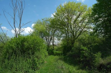 Doğanın güzel bir sahnesi.