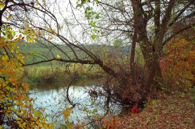 Güz ormanı manzarası güzel ağaçlar ve nehirlerle