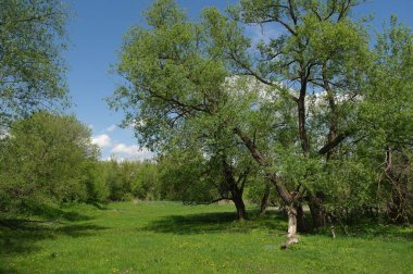 Doğanın güzel bir sahnesi.