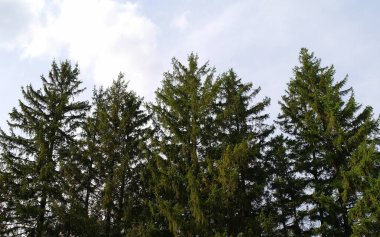 Doğanın güzel bir sahnesi.