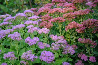 Doğanın güzel bir sahnesi.