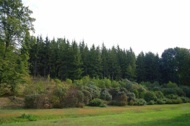 Arka planda orman olan güzel bir manzara.