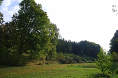 Ormanda bir ağacı olan güzel bir manzara.