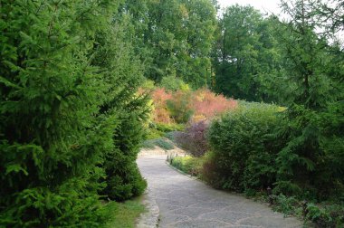 Ormanın güzel manzarası