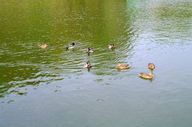 Ördekler suda yüzer.