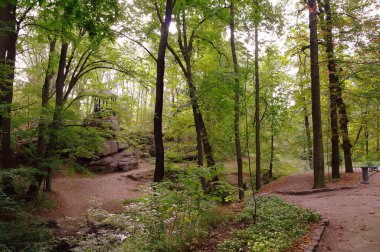 Ormanın güzel manzarası