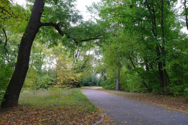 Güz ormanı manzarası güzel ağaçlar boyunca uzanan patika 