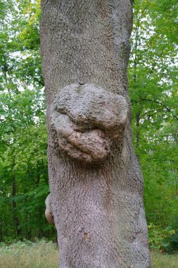 Bir ağaç gövdesinin yakın plan çekimi.