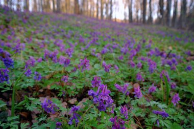 Ormanda güzel mor çiçekler