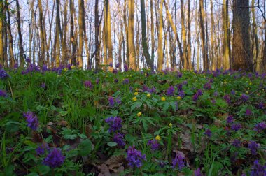 Ormanda güzel çiçekler