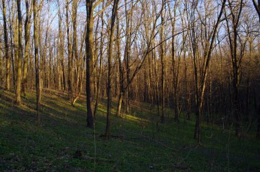 Ormanda bir ağacı olan güzel bir manzara.
