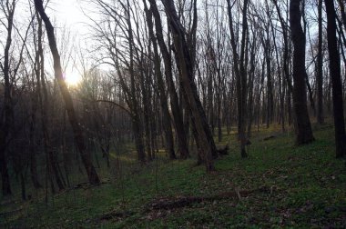 Ormanda bir ağacı olan güzel bir manzara.