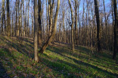 Ormanda bir ağacı olan güzel bir manzara.