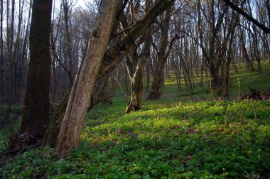 Ormanda bir ağacı olan güzel bir manzara.