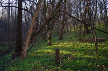 Ormanda bir ağacı olan güzel bir manzara.