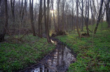 Sabah güzel bir orman