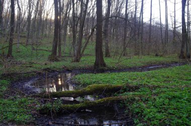 İlkbaharın başlarında nehirli güzel bir manzara.