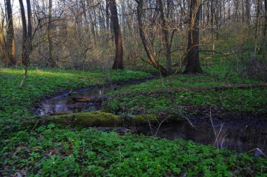 İlkbaharın başlarında nehirli güzel bir manzara.